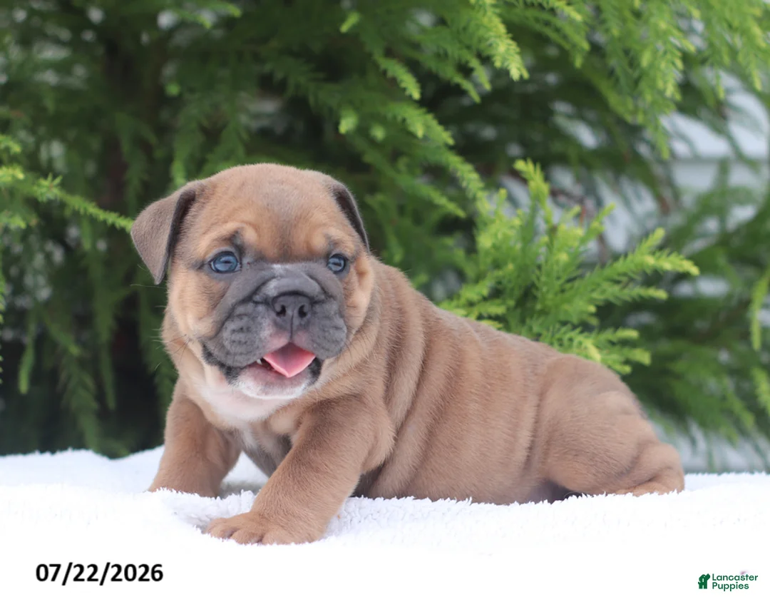 English Bulldog dogs for sale: Clara - Ad 2