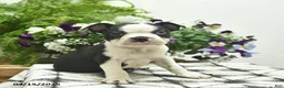 Boston Terrier dogs for sale: Rebel  - Ad 4