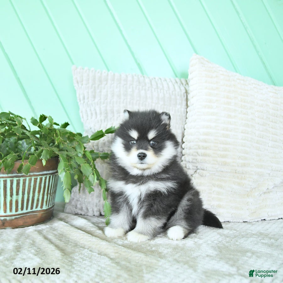 Pomsky dogs Lexi  - Ad 2