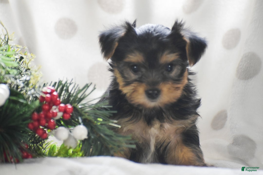 Yorkshire Terrier dogs for sale: Paprika - Ad 5