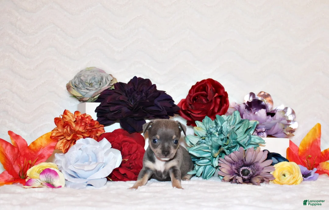 Chihuahua dogs for sale: Ysabella - Ad 2