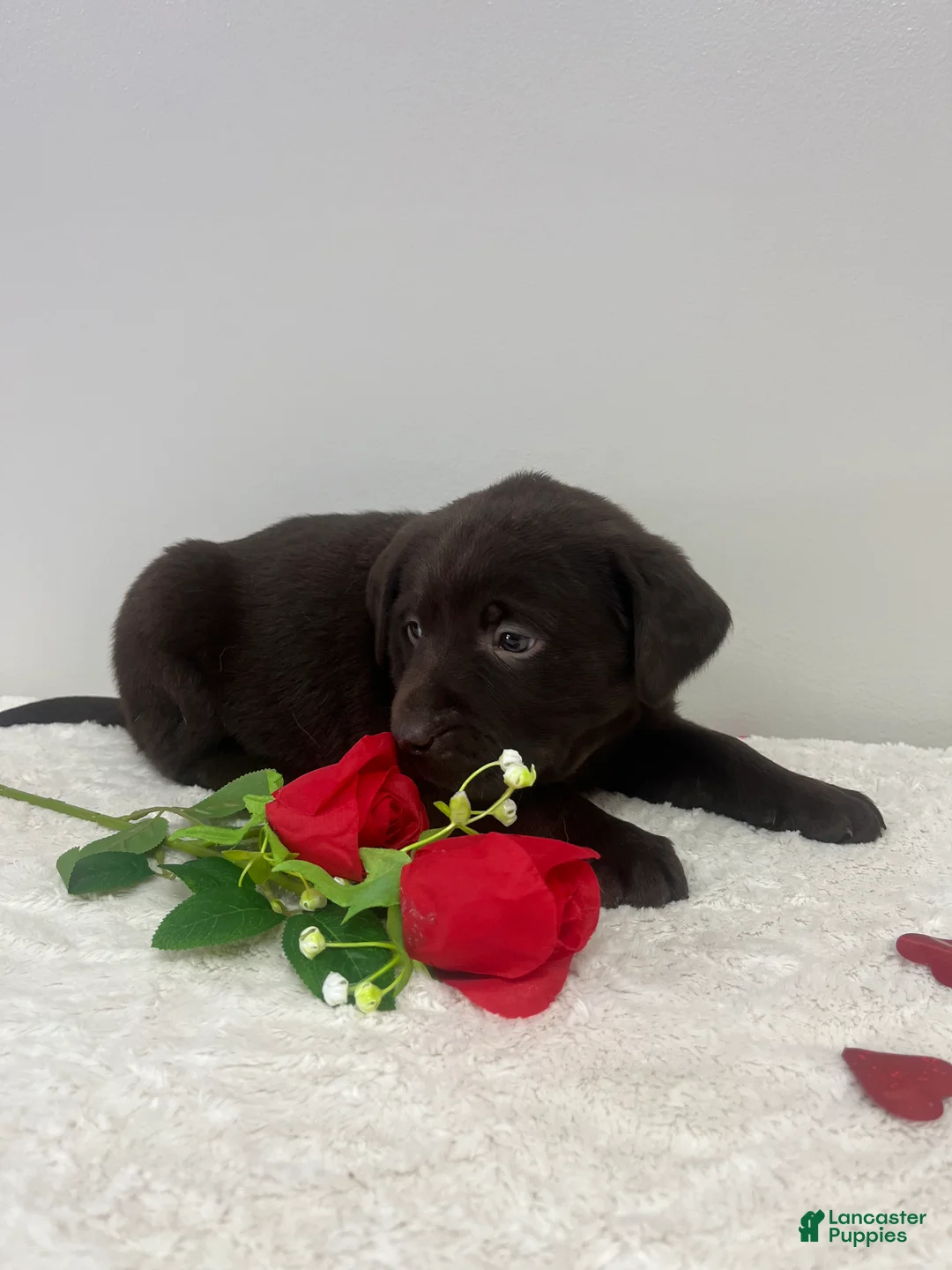 Labrador Retriever dogs for sale: Willow - Ad 2