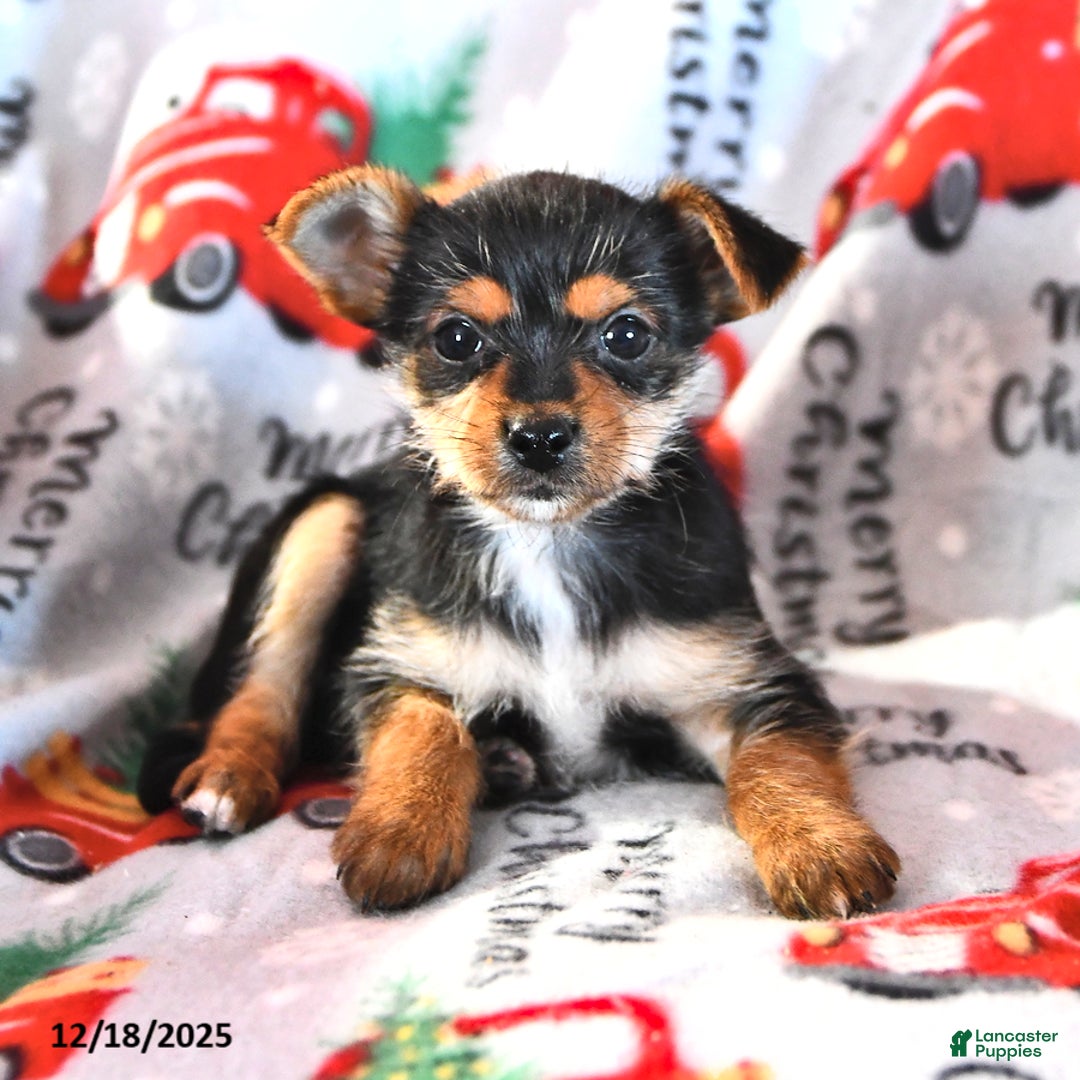 Morkie dogs for sale: Matthew - Ad 1