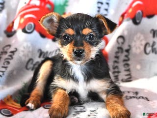 Morkie dogs Matthew - Ad 35