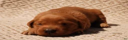 Golden Retriever dogs for sale: Daisy -AKC, Genetically Clear - Ad 85