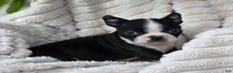 Boston Terrier dogs for sale: Kameron - Ad 3