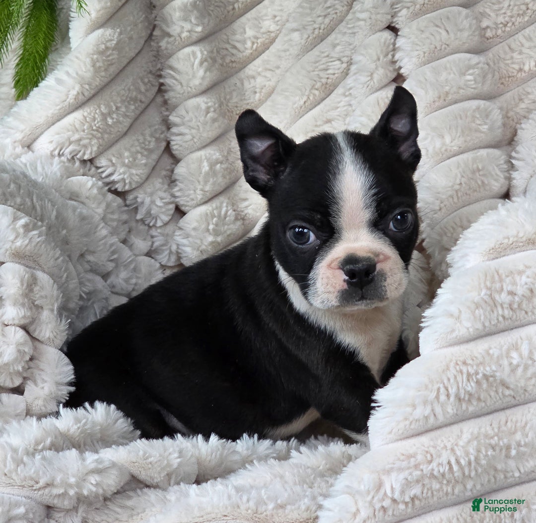 Boston Terrier dogs for sale: Kameron - Ad 3