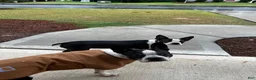Boston Terrier dogs for sale: Boston Terrier 2 - Ad 4
