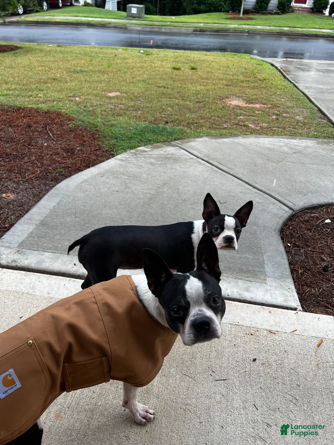 Boston Terrier dogs for sale: Boston Terrier 2 - Ad 4