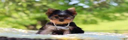Yorkshire Terrier dogs for sale: Bolt - Ad 3