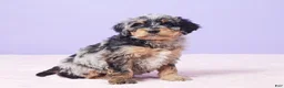 Mini Bernedoodle dogs for sale: Mabel - Ad 6