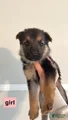 German Shepherd Puppy 11