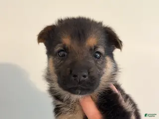 German Shepherd dogs for sale: German Shepherd Puppy 11 - Ad 4