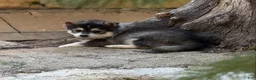 Mixed Breed dogs for sale: Mixed Breed 2 - Ad 2