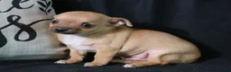 Chihuahua dogs for sale: Eddie - Ad 7