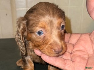 Miniature Dachshund dogs - Ad 2