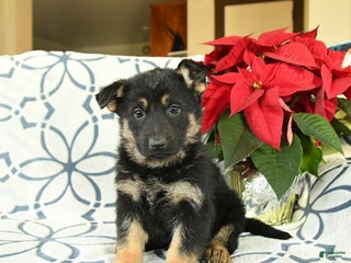 German Shepherd dogs Cookie - Ad 24