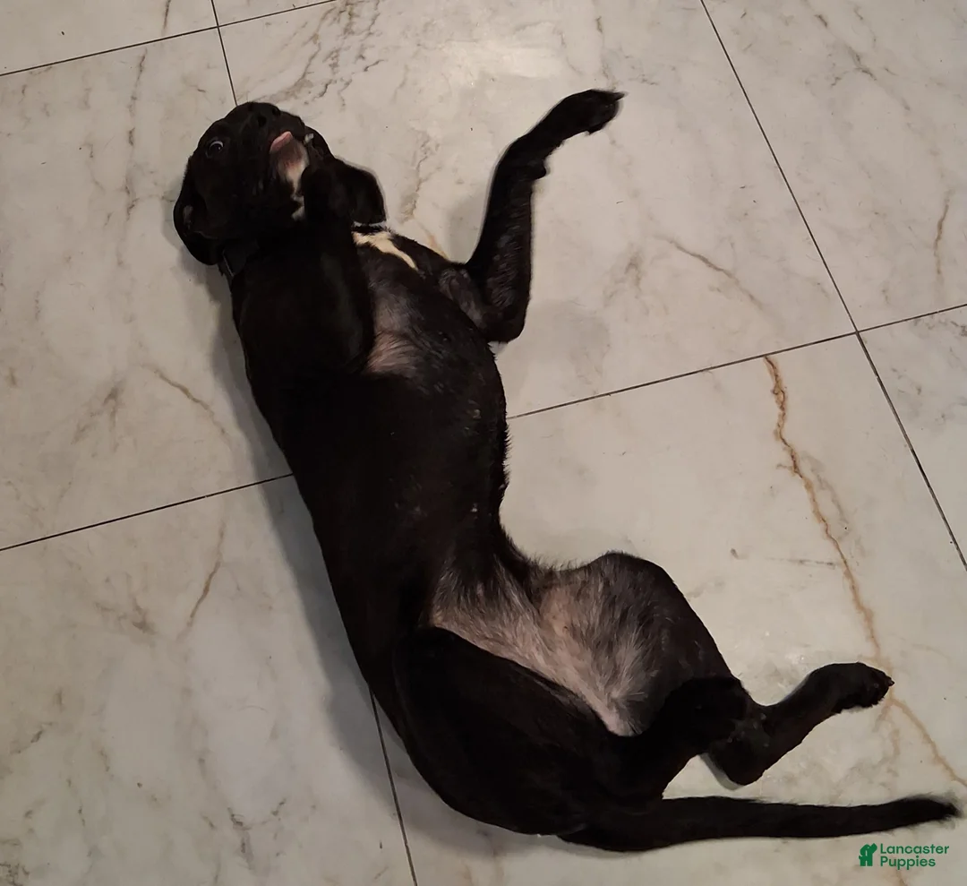 Mixed Breed dogs for sale: Mixed Breed Puppy 1 - Ad 2