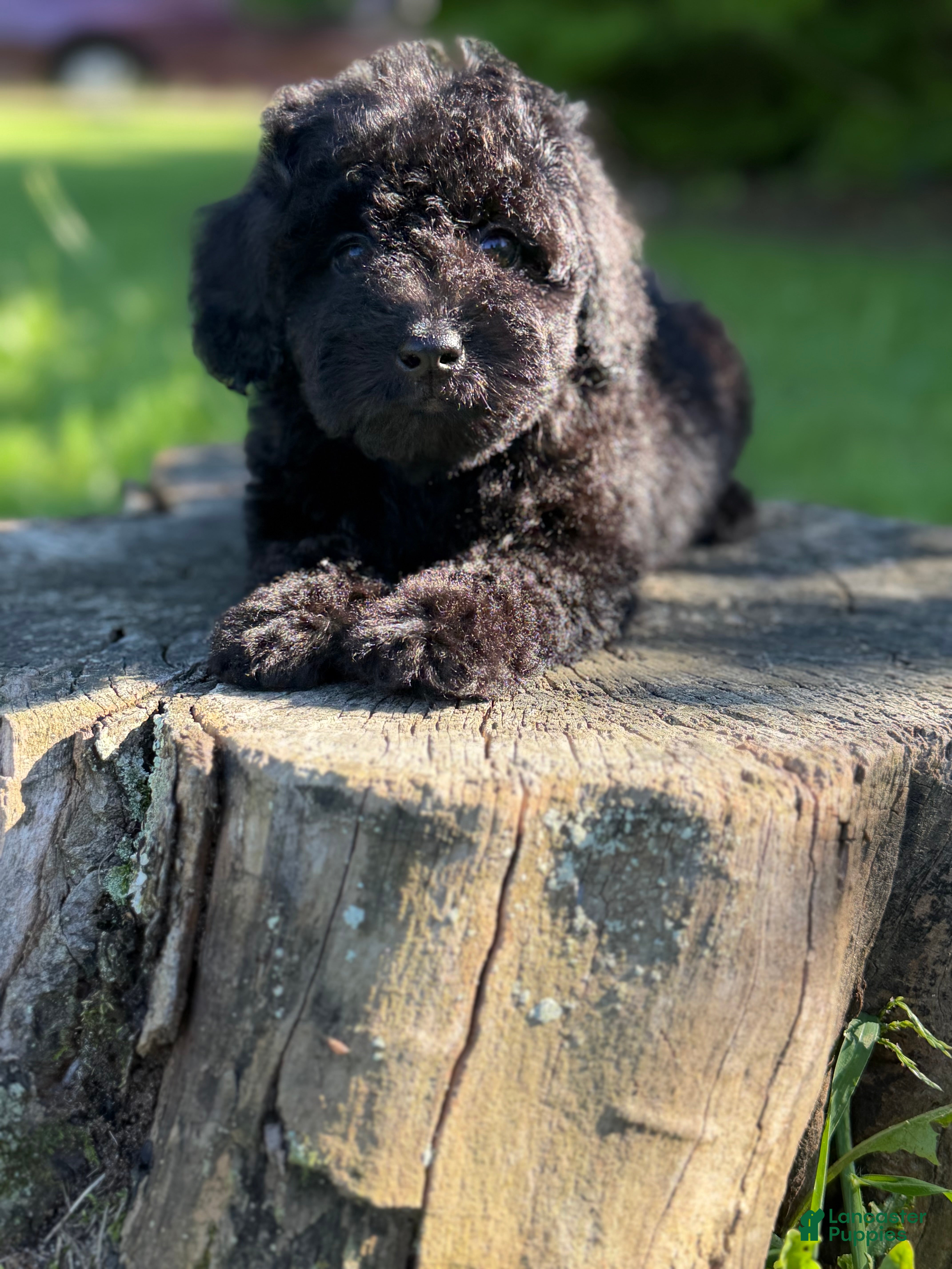 Cockapoo dogs Nora - Ad 2