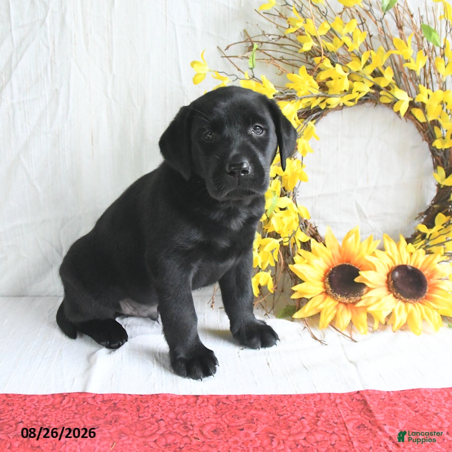 Labrador Retriever dogs Kris  - Ad 1