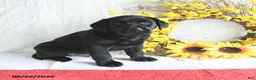 Labrador Retriever dogs for sale: Kris  - Ad 1