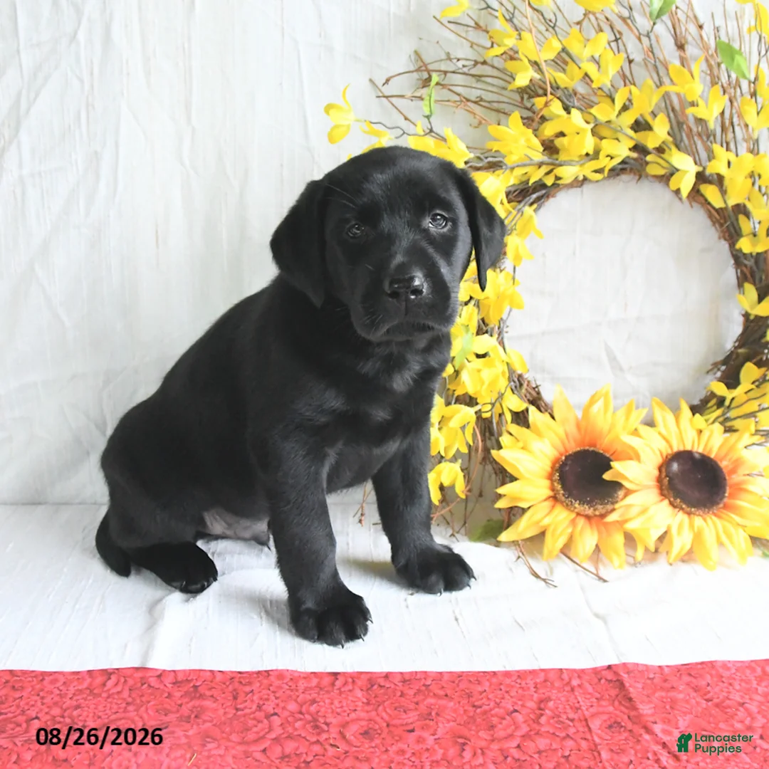 Labrador Retriever dogs for sale: Kris  - Ad 1