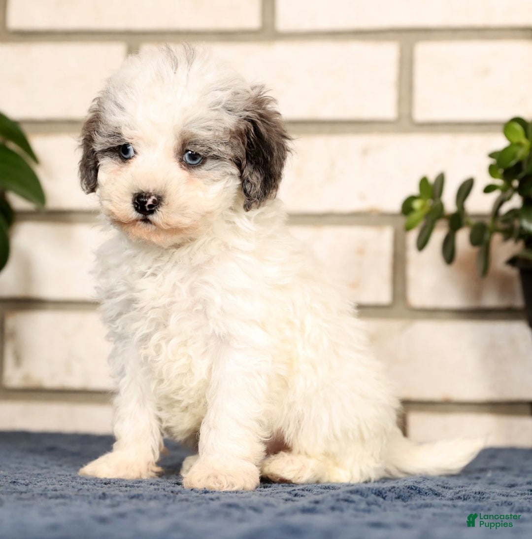 Havapoo dogs for sale: Edward - Ad 5