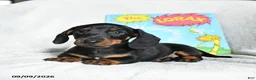 Miniature Dachshund dogs for sale: Onceler - Ad 5