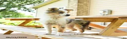 Miniature Australian Shepherd dogs for sale: Lucky SPECIAL NEEDS - Ad 3