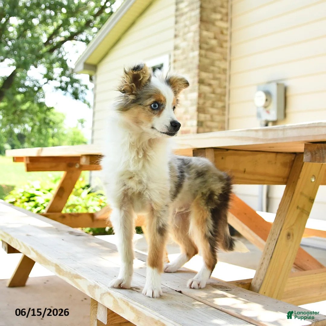 Miniature Australian Shepherd dogs for sale: Lucky SPECIAL NEEDS - Ad 3