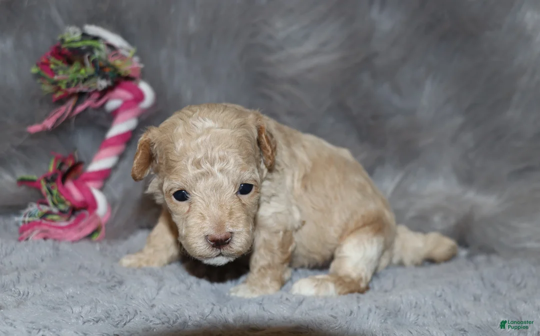 Havapoo dogs for sale: Apple Toy Size👨‍👨‍👦‍👦💞🐕 - Ad 21