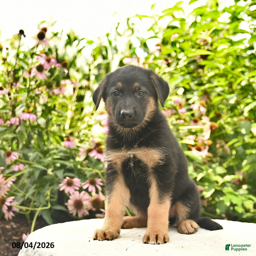 German Shepherd dogs for sale: Liam  - Ad 1