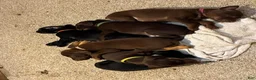 Doberman Pinscher dogs for sale: Tank - Ad 5