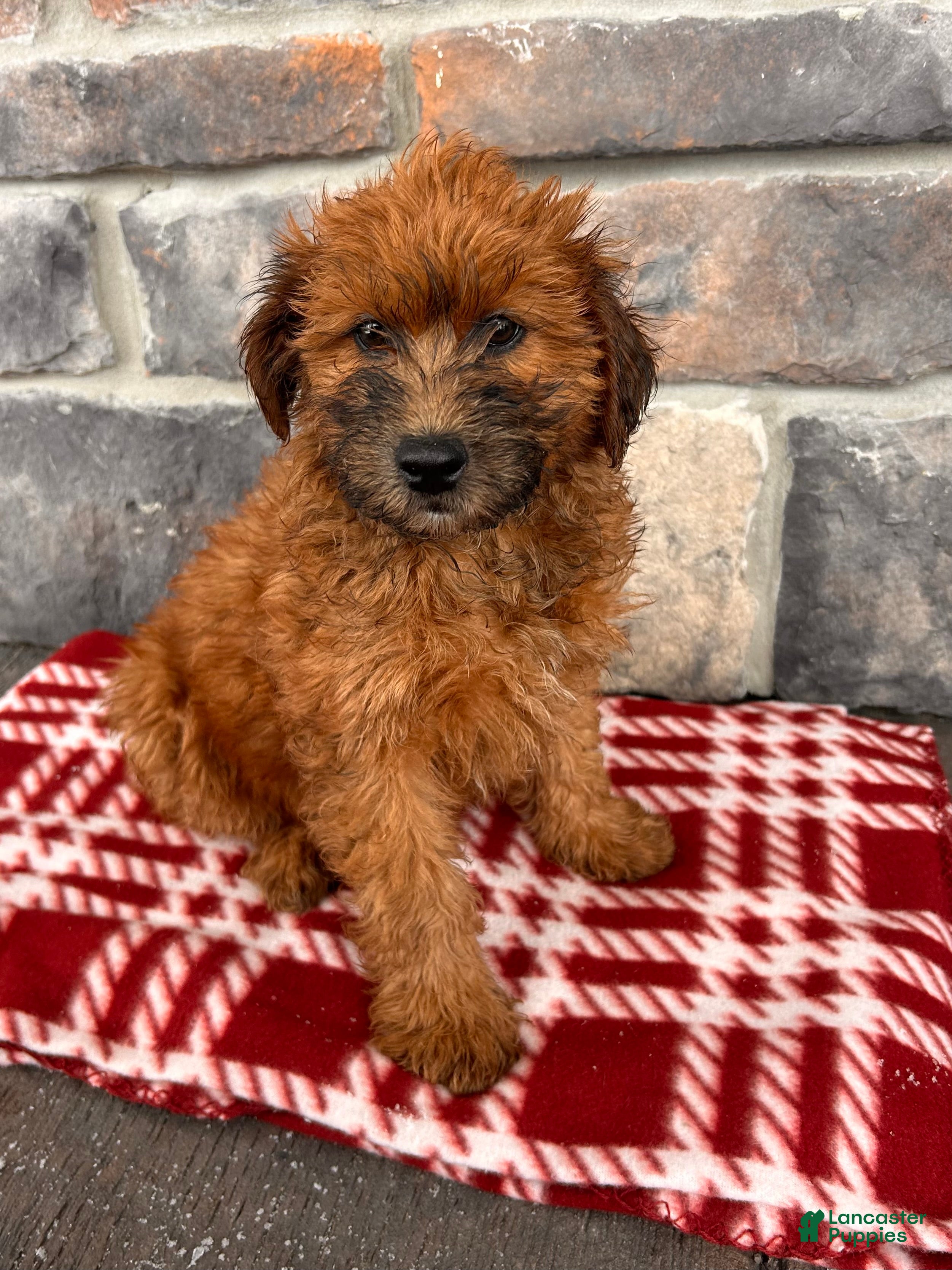 Whoodle dogs Westin - Ad 2