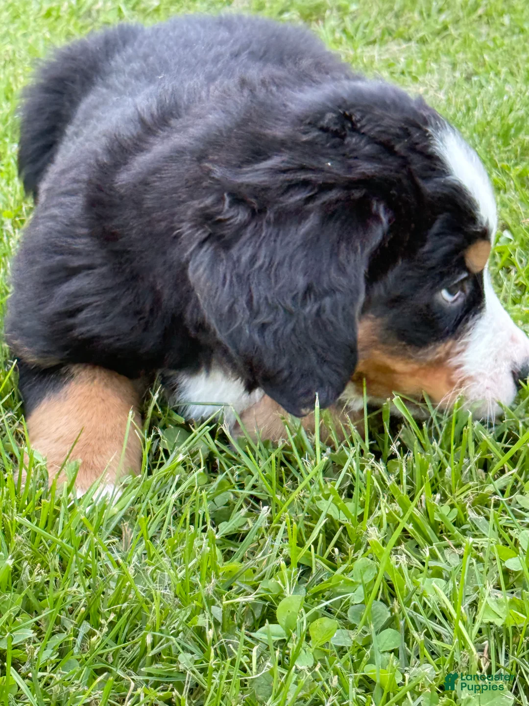 Bernese Mountain Dog dogs for sale: Duke - Ad 1