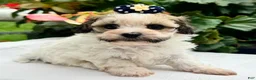 Havapoo dogs for sale: Belle - Ad 4
