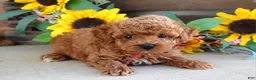 Toy Poodle dogs for sale: Preston - Ad 6