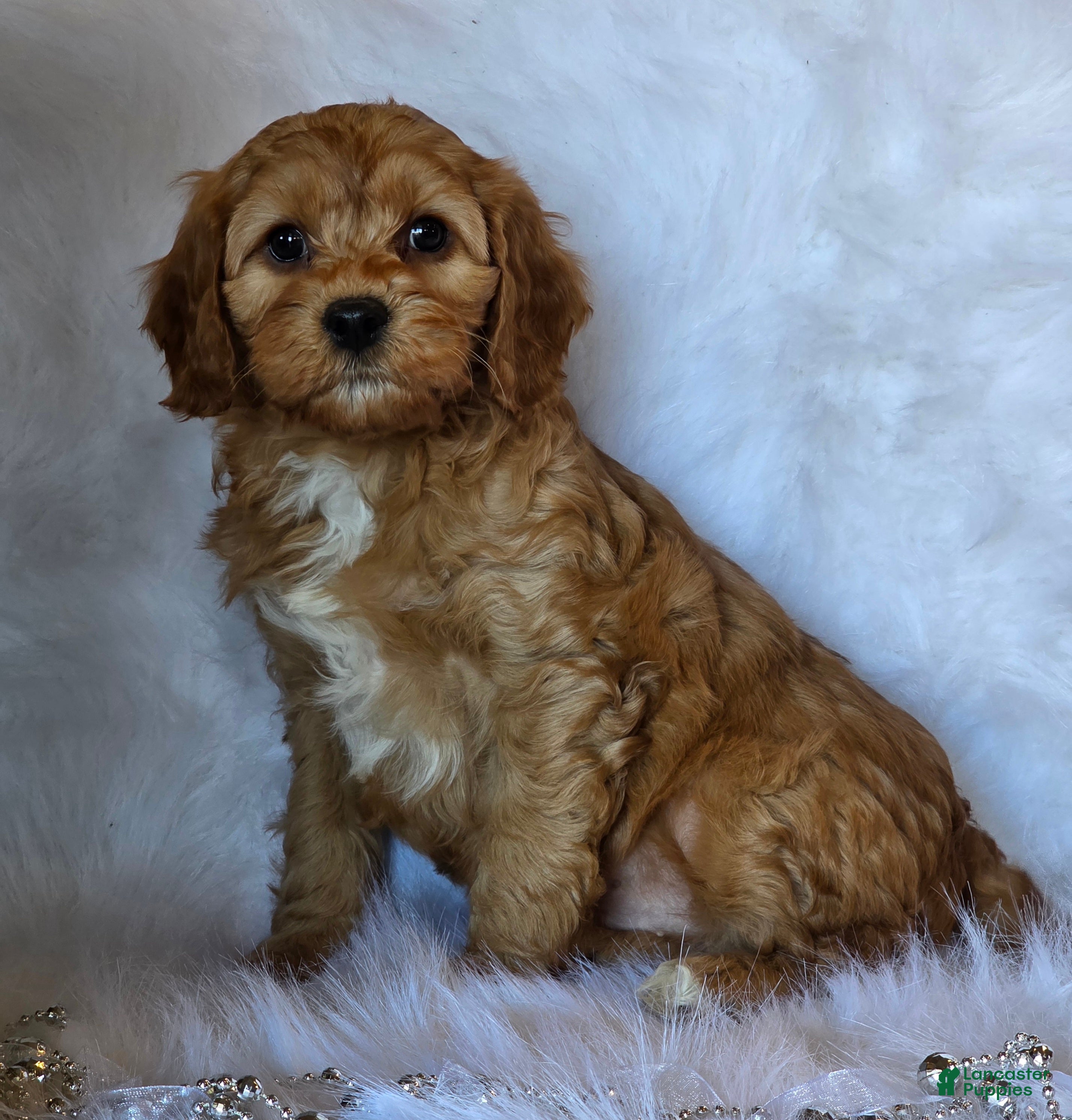 Cavapoo dogs Winston - Ad 24