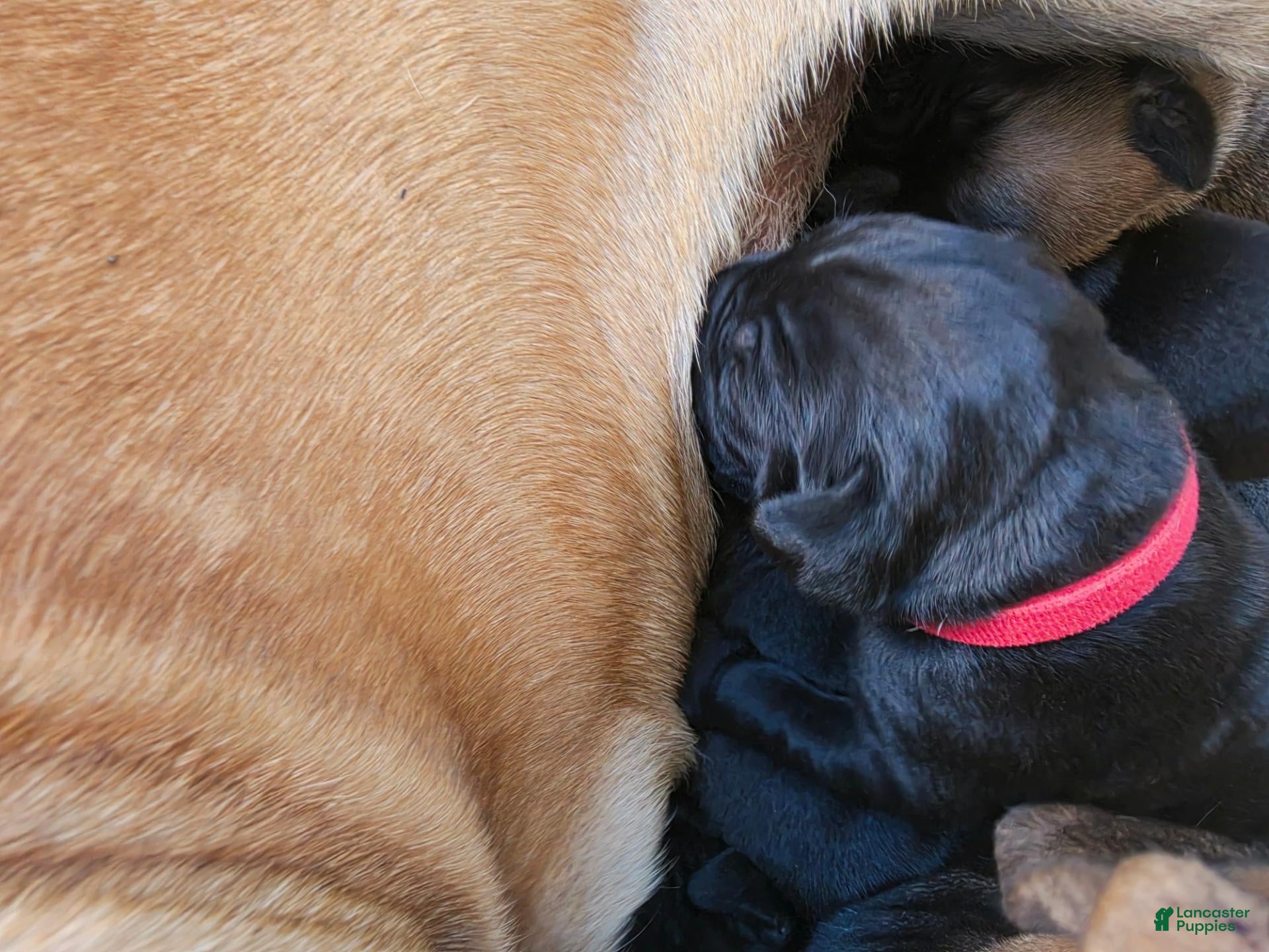 South African Boerboels dogs for sale: South African Boerboels 10 - Ad 16