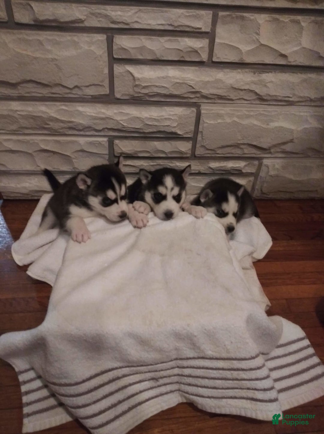 Gallery Image {{count}}