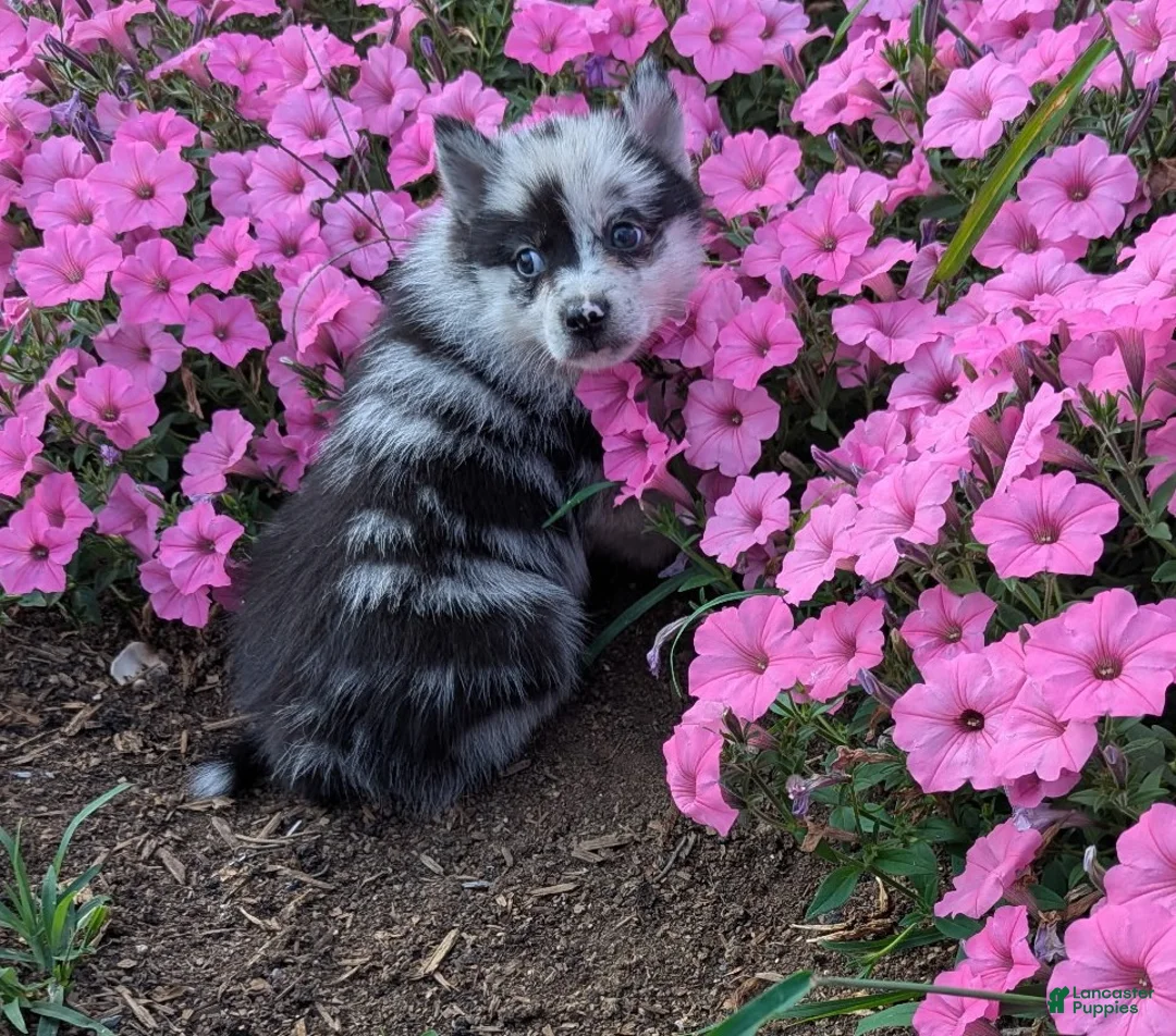 Gallery Image {{count}}