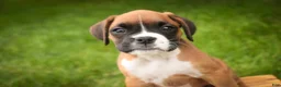 Boxer dogs for sale: Skye - Ad 4