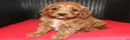 Cavapoo dogs for sale: Teddy - Ad 4