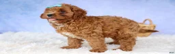 Cavapoo dogs for sale: Kody 🐶 - Ad 4