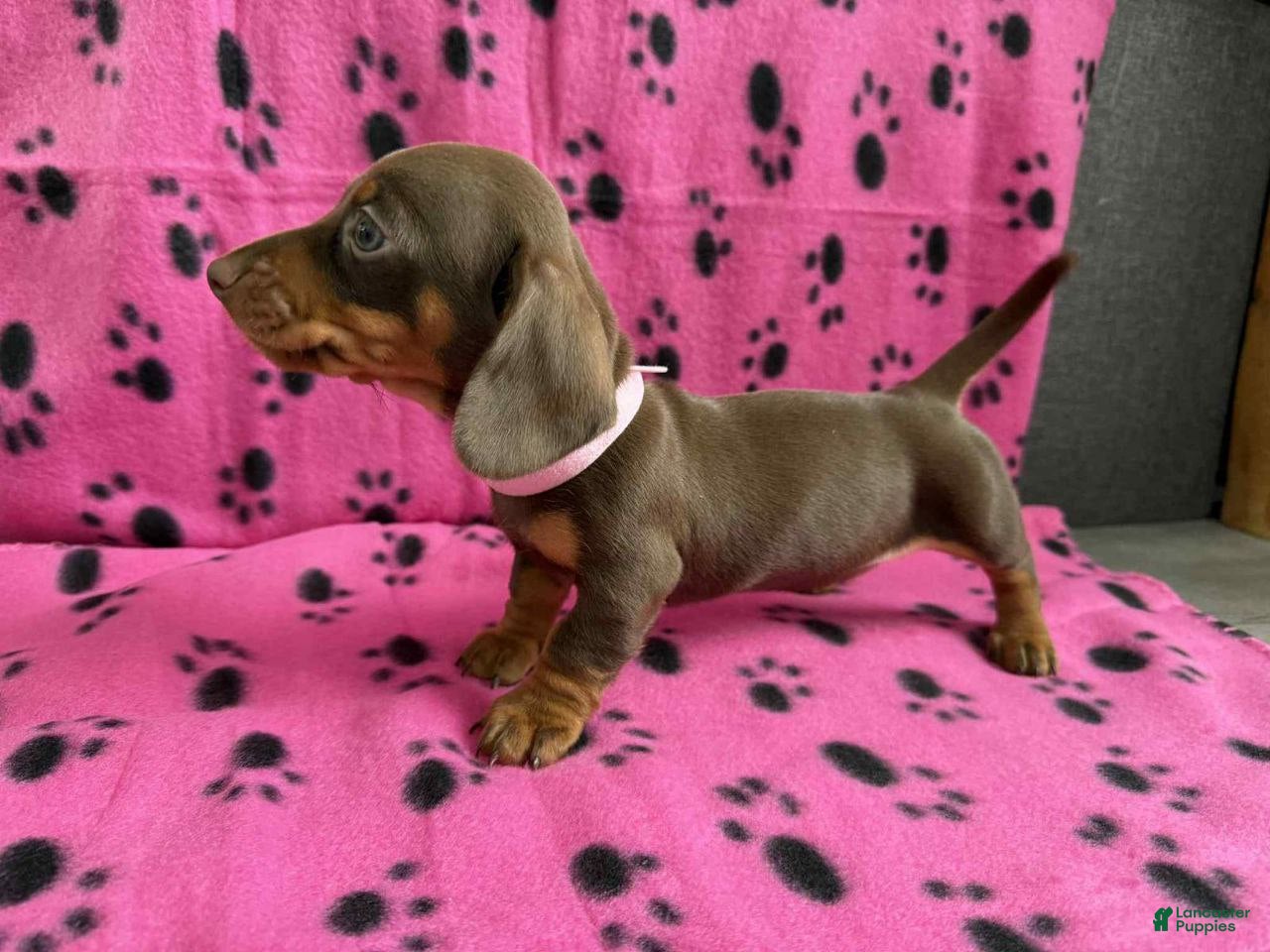 Miniature Dachshund dogs Miniature Dachshund Puppy 5 - Ad 31