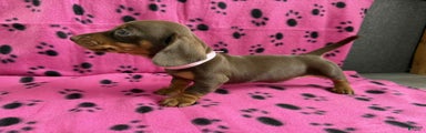 Miniature Dachshund Puppy 5
