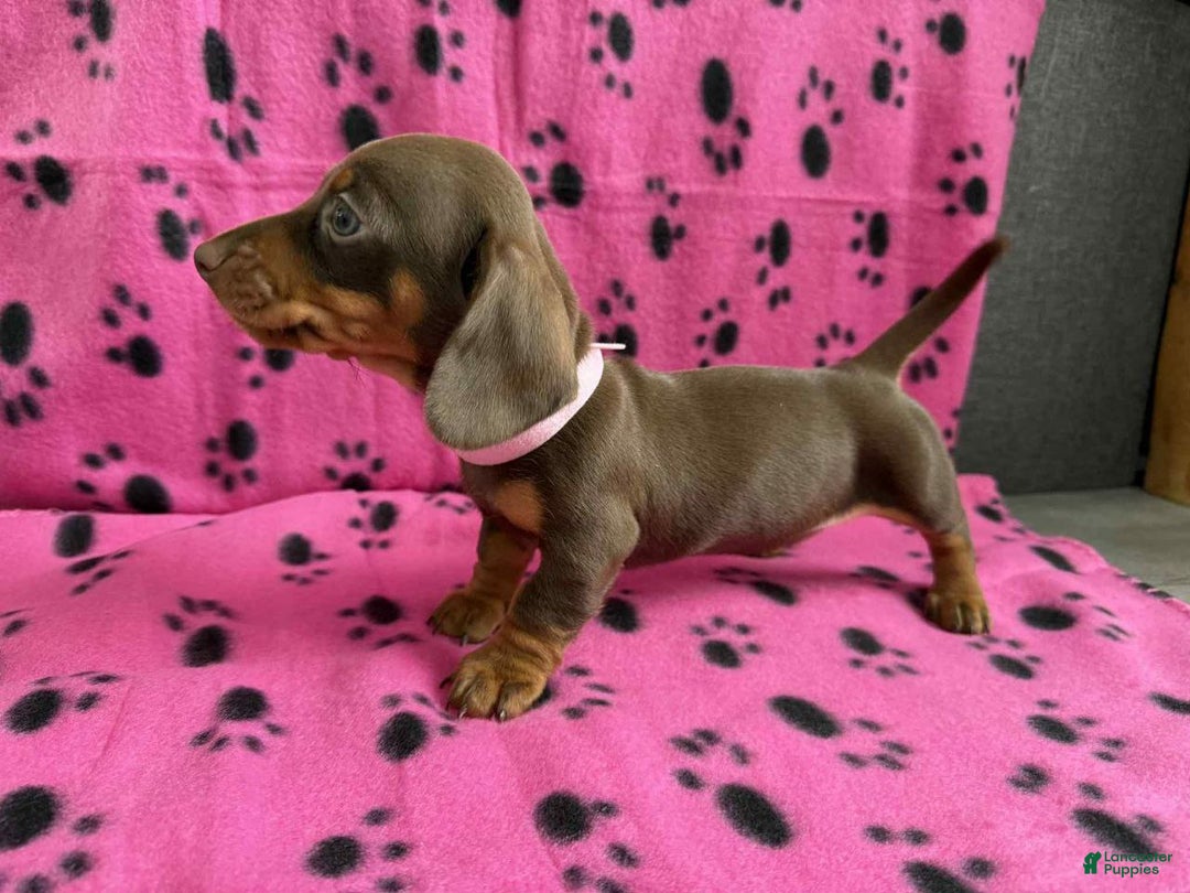 Miniature Dachshund dogs for sale: Miniature Dachshund Puppy 5 - Ad 1