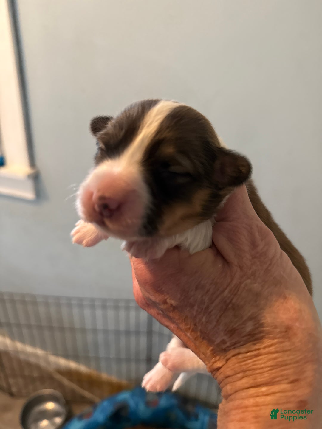 Welsh Corgi Pembroke dogs for sale: Welsh Corgi Pembroke Puppy 4 - Ad 6