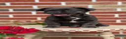 French Bulldog dogs for sale: Emmy - Ad 5