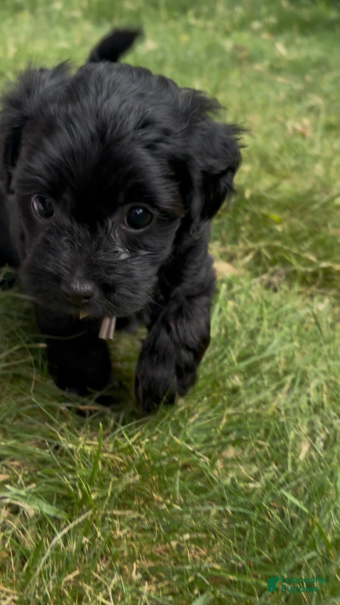 Yorkiepoo dogs Stella - Ad 1